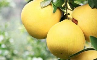 柚子皮怎么泡水喝 柚子皮泡水喝能减肥吗