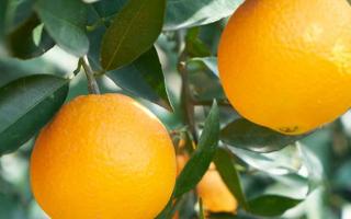 吃完芒果可以吃橙子吗 芒果有什么功效作用