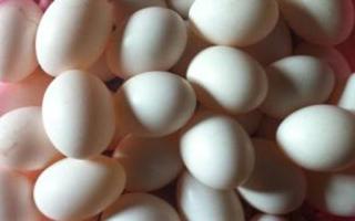 鸽子蛋和鹅蛋哪个好 鹅蛋和鸽子蛋一起吃吗