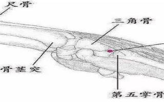 腕骨的定位 腕骨的位置图和作用