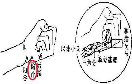腕骨沟的位置图图片
