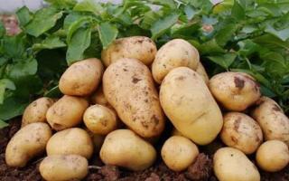 马铃薯含有的营养成分 马铃薯有什么作用