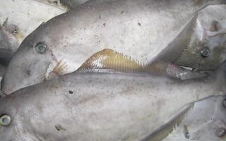 扒皮鱼的功效与作用 扒皮鱼的营养价值