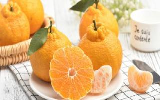 丑橘是热性还是凉性 丑橘是转基因水果吗