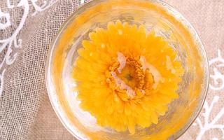 金丝黄菊对女性的好处 金丝皇菊泡水喝的功效