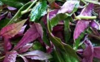 紫背菜的功效 吃紫背菜有什么好处