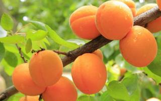 怎么挑选杏子 杏子怎么保存