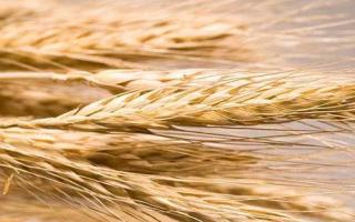 大麦有什么营养成分 大麦有什么功效