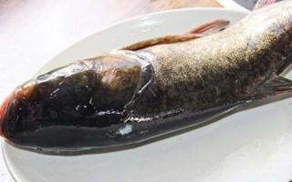 胖头鱼的营养价值 食用胖头鱼需要注意什么