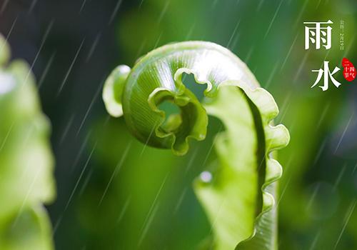 雨水