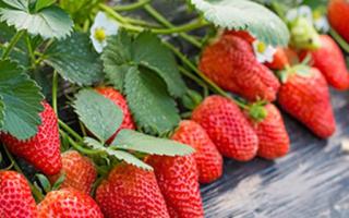 草莓和什么不能一起吃 草莓吃多了会怎么样