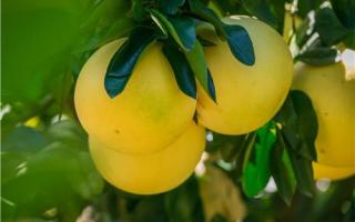 柚子有降血糖的作用吗 降血糖的水果有哪些