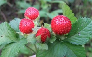 蛇莓有没有毒 蛇莓是野草莓吗