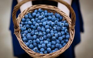新鲜蓝莓一天吃多少合适 蓝莓吃多了会怎么样