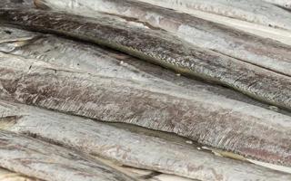 白带鱼的功效与作用 白带鱼的营养价值