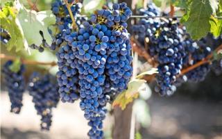 葡萄是什么季节的水果 吃葡萄要注意什么