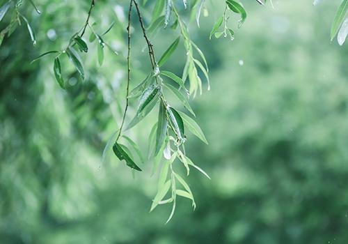 雨水