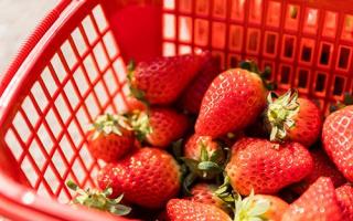 摘草莓怎么摘 草莓一天吃多少最合适