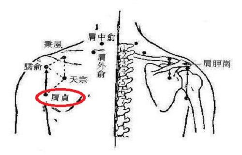 肩贞的准确位置图视频肩贞怎么定位