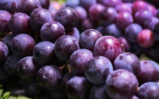 葡萄与提子有什么区别 葡萄的好处有哪些