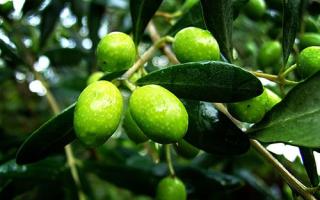 新鲜黑橄榄怎么腌制 腌黑橄榄能够保存多久