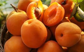 减肥期间可以吃黄桃吗 吃黄桃减肥效果怎么样