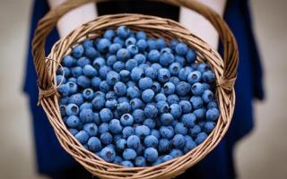 蓝莓可以连皮一起吃吗 蓝莓怎么洗干净