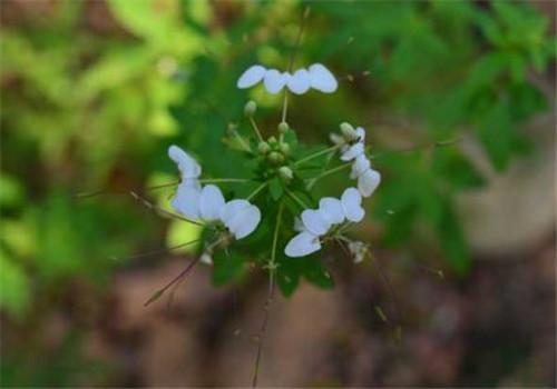 白花菜