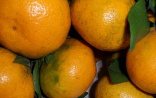 减肥时可以吃橘子吗 橘子是增肥还是减肥