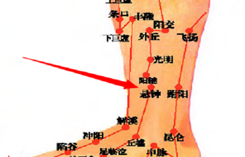 绝骨 悬钟图片