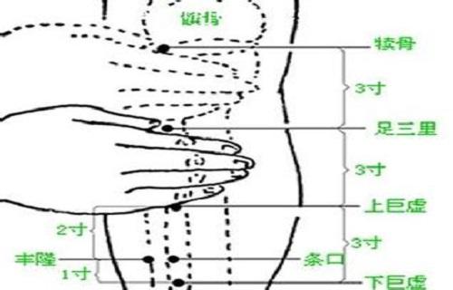 下巨虚的功效与作用图片