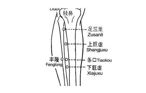 上巨虚和下巨虚