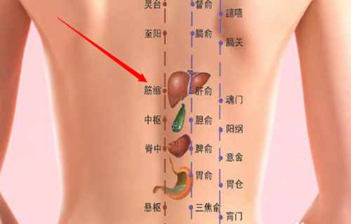 筋缩