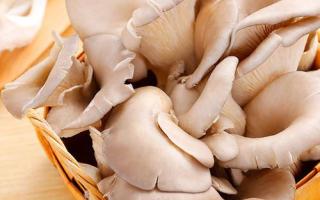 新鲜香菇怎么挑选 蘑菇一般哪里有