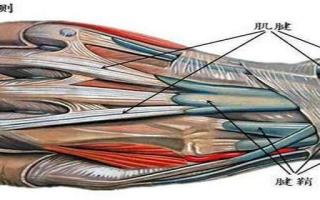 鼠标手与腱鞘炎区别 鼠标手腱鞘炎怎么治疗