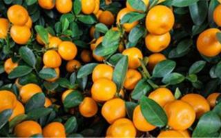 橘子可以怎么吃 橘子的吃法有哪些