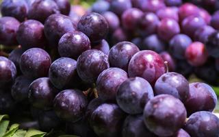 葡萄不能和什么一起吃 减肥期间能吃葡萄吗