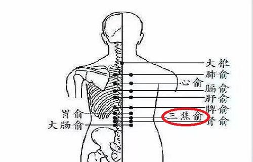 三焦俞的准确位置图 三焦俞的定位与主治 润疗养生网runliao.com