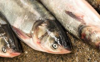 带鱼怎么吃最有营养 带鱼的营养成分