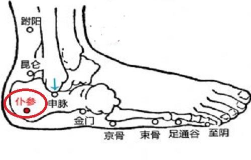 仆参