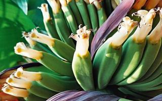 香蕉花有什么营养价值 香蕉花应该怎么吃