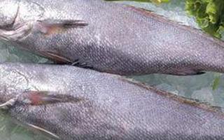 鮸鱼的功效与作用 鮸鱼的营养价值