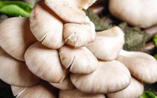 高血压可以吃平菇吗 高血压吃什么蘑菇好