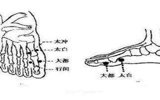 大都的意思和作用 大都的位置图