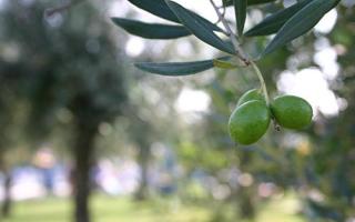 黑橄榄的营养价值 黑橄榄有什么作用