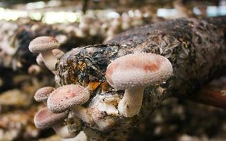 干香菇保质期多长时间 干香菇怎么处理