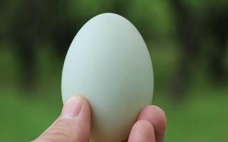 鸭蛋不能和什么一起吃 鸭蛋怎么吃最有营养